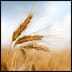 Close up of ripe wheat ears against beautiful sky with clouds. Selective focus.